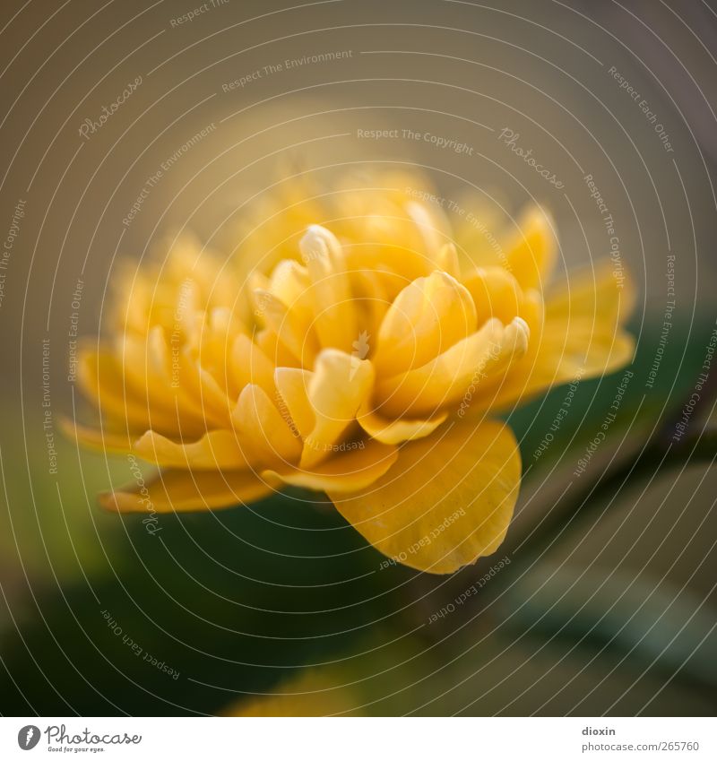 Frohe Ostern, Helmut! Umwelt Natur Pflanze Blume Sträucher Blüte Wildpflanze Garten Park Blühend Wachstum Duft schön natürlich positiv gelb Frühlingsgefühle