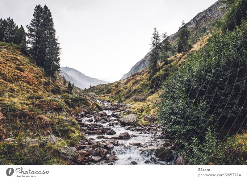 Bach Richtung Timmelsjoch | E5 Berge u. Gebirge wandern Umwelt Natur Landschaft Herbst Schönes Wetter Sträucher Wald Alpen Fluss frisch gigantisch nachhaltig