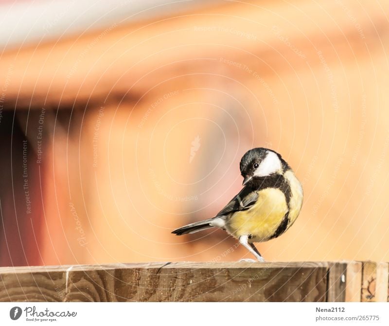 Germanys next topmeise Natur Tier Luft Garten Vogel Flügel 1 klein gelb Singvögel Meisen Kohlmeise schwarzkopfmeise Fröhlichkeit singen Farbfoto mehrfarbig