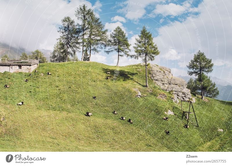 Schafweide | Timmelsjoch, Südtirol Abenteuer wandern Natur Landschaft Sonne Herbst Schönes Wetter Baum Wald Alpen Berge u. Gebirge Gipfel Nutztier Schafherde