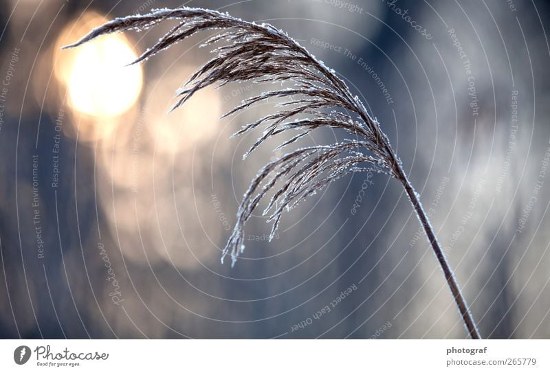 Winter Raureif Eiskristall Schneekristall Pflanze Vor hellem Hintergrund Freisteller kalt Frost