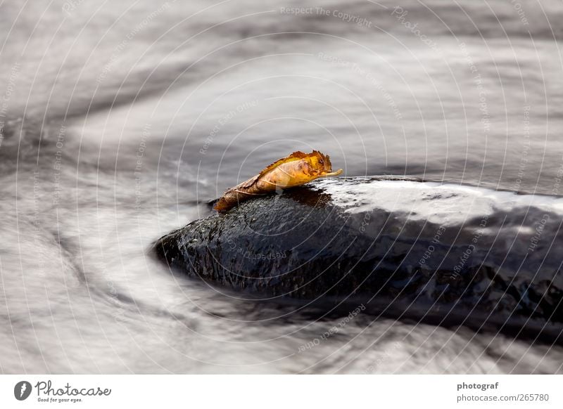 Wasser Leben Herbst Gras Fluss Stein Tag fließen Bewegungsunschärfe