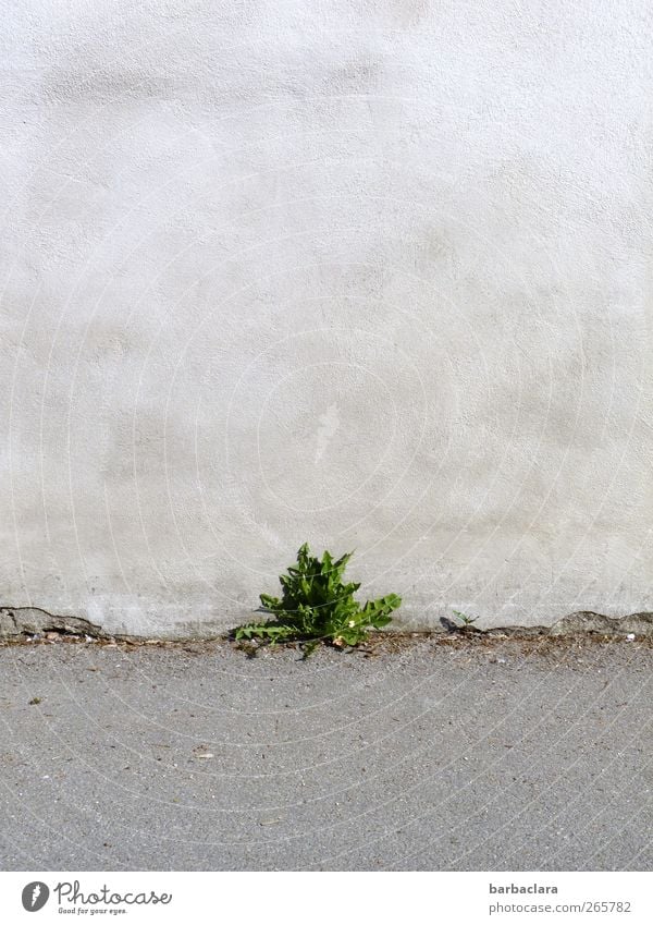 Grün ist die Hoffnung Pflanze Blatt Wildpflanze Löwenzahn Bauwerk Mauer Wand Straße Wegrand Stein Beton Wachstum frisch klein natürlich grau grün