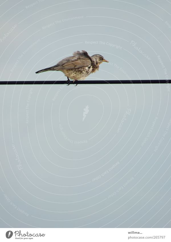 Wacholderdrossel unter Strom Wind Sturm Leitung Kabel Vogel Drossel festhalten Höhenangst Flugangst Windböe Hochspannungsleitung hoch schwindelig schwindelfrei