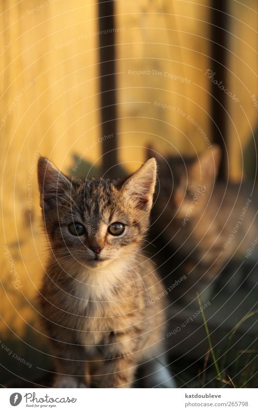 le chaton Umwelt Natur Garten Wiese Haustier Katze 2 Tier Tierpaar Tierjunges Holz entdecken gehen Blick Spielen ästhetisch sportlich Zusammensein schön nah