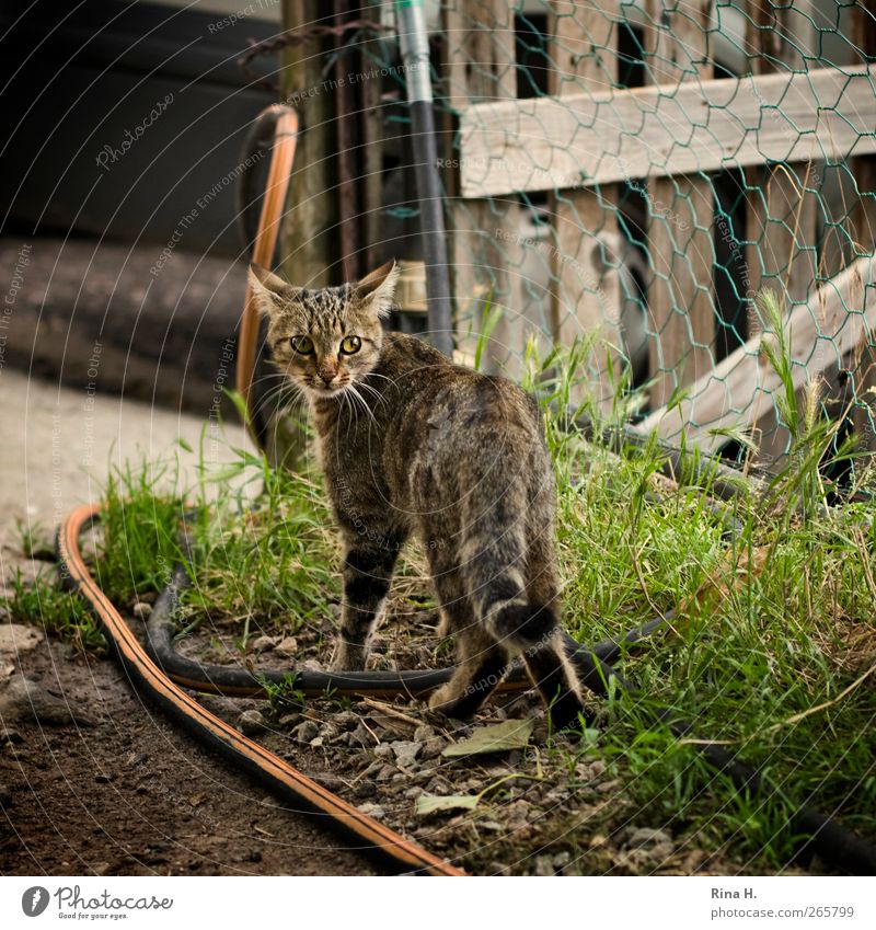 Mieze Sommer Garten Wiese Katze 1 Tier niedlich Angst Gartenschlauch Gartentor Landleben ländlich Schüchternheit Farbfoto Außenaufnahme Menschenleer