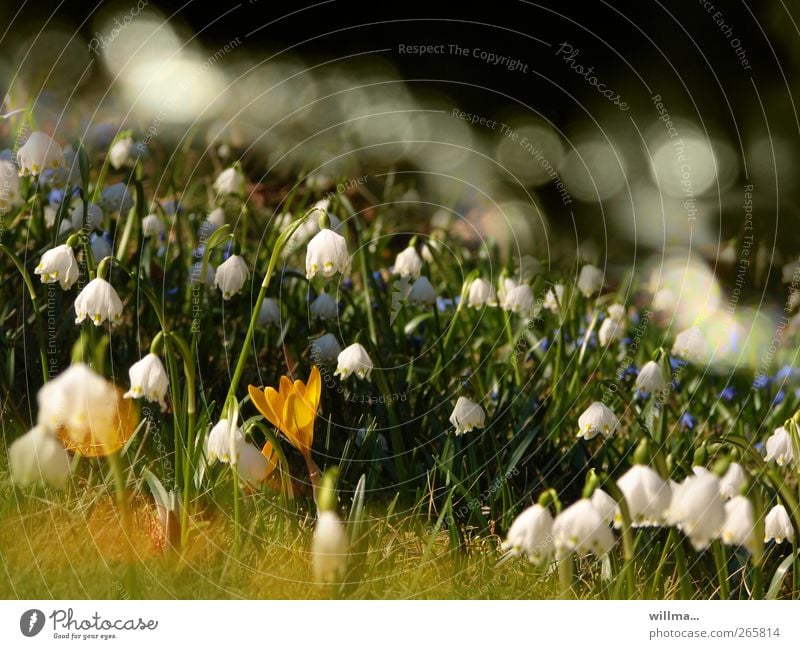 Märzenbecherwiese Frühling Schönes Wetter Krokusse Garten Wiese gelb grün weiß Frühlingsgefühle Blühende Landschaften Menschenleer Natur Frühjahrsblüher