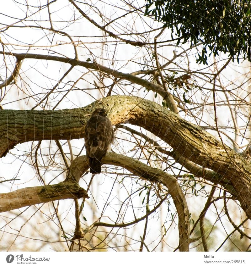 Suchbild Umwelt Natur Tier Frühling Herbst Winter Pflanze Baum Ast Baumstamm Mistel Wildtier Vogel Bussard Mäusebussard Greifvogel 1 hocken Blick sitzen frei