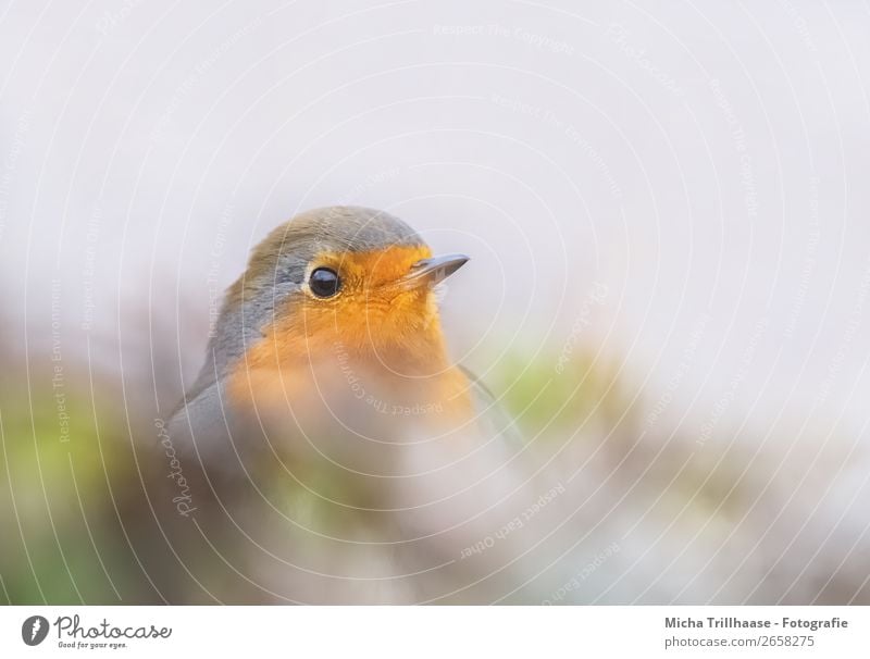 Neugieriges Rotkehlchen Natur Tier Sonnenlicht Schönes Wetter Sträucher Wildtier Vogel Tiergesicht Schnabel Auge Feder 1 beobachten leuchten Blick Fröhlichkeit