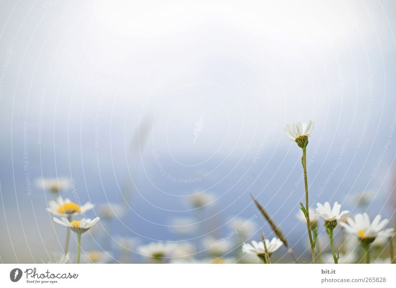 die Wiesn ruft.... Valentinstag Muttertag Hochzeit Geburtstag Umwelt Natur Pflanze Wolkenloser Himmel Frühling Sommer Schönes Wetter Blume Gras Blüte Garten