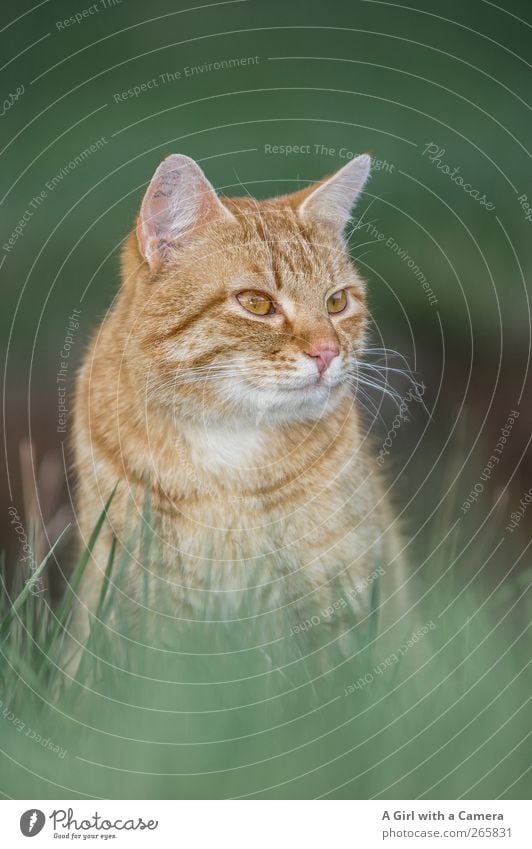 ja genau Tier Haustier Katze 1 beobachten Blick Coolness schön rot gestreift rote Katze Schnurrhaar Farbfoto Außenaufnahme Nahaufnahme Detailaufnahme