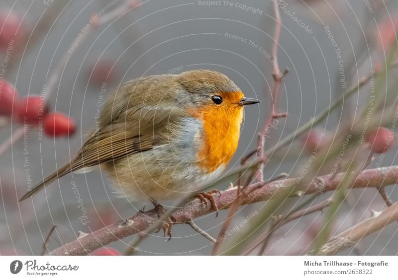 Rundes Rotkehlchen Natur Tier Sonnenlicht Schönes Wetter Sträucher Hundsrose Wildtier Vogel Tiergesicht Flügel Krallen Feder Schnabel Auge 1 beobachten Erholung