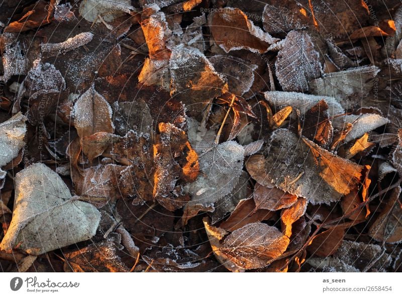 Frozen ruhig Meditation Umwelt Natur Pflanze Erde Herbst Winter Klima Eis Frost Blatt Herbstlaub herbstlich Herbstfärbung Garten Park alt frieren glänzend