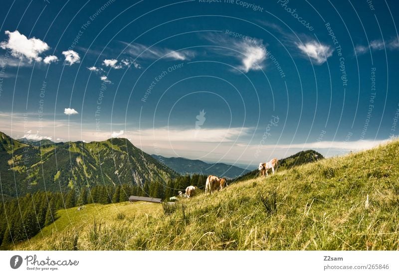 heimat Ferien & Urlaub & Reisen Ausflug Berge u. Gebirge wandern Umwelt Natur Landschaft Wolkenloser Himmel Sommer Schönes Wetter Wiese Gipfel Kuh Herde