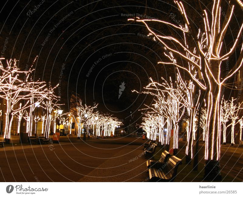 weihnacht unter den linden Unter den Linden Baum Allee Stadt Kunst Europa Berlin Weihnachtsstimmung Nachts in Berlin Urbanes Leben Stadtarchitektur