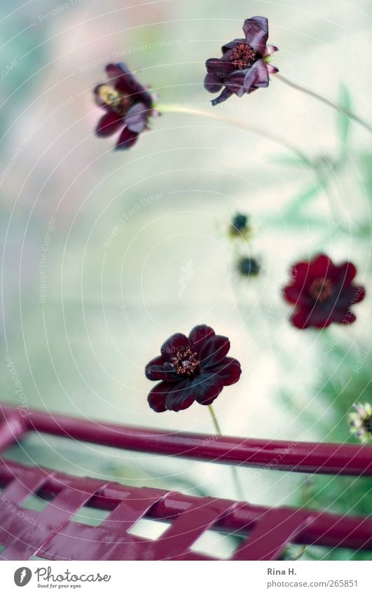 Sommer ! (Schokoladenblümchen II ) Natur Pflanze Blume Blühend einfach schön natürlich positiv rot Lebensfreude ruhig Schokoladenblume Gartenstuhl frech