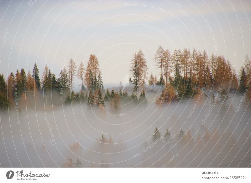 Dense fog above the valley, in autumn. In the Alps in Austria. Natur Landschaft Himmel Nebel Tanne Fichtenwald Wald Alpen Berge u. Gebirge Kalkalpen