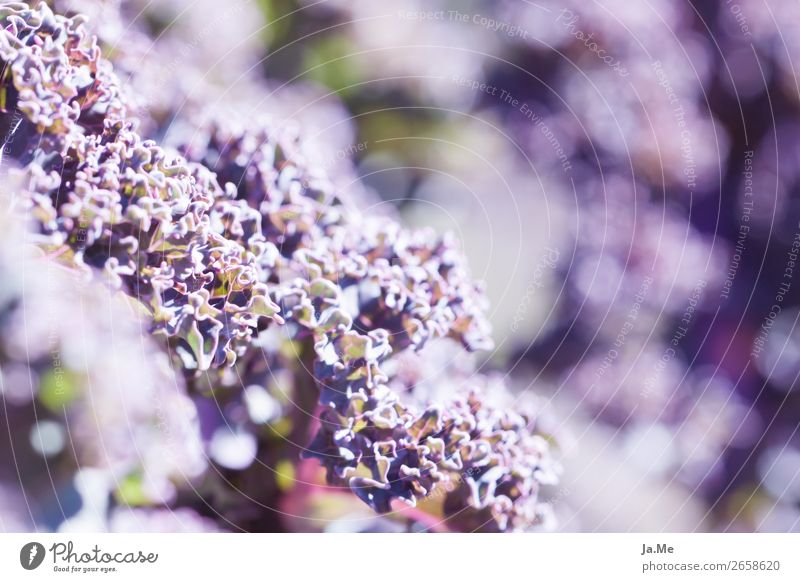 Lila Grünkohl im Sonnenschein Natur Pflanze Sommer Grünpflanze Nutzpflanze Kohl Grünkohlblatt Gemüse Garten Feld frisch Gesundheit grün violett Genusssucht