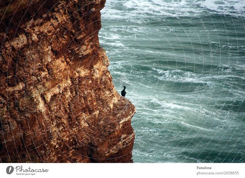 kleine Pause Umwelt Natur Landschaft Tier Urelemente Erde Wasser Wellen Küste Nordsee Meer Insel Wildtier Vogel 1 frei nass natürlich blau braun schwarz weiß