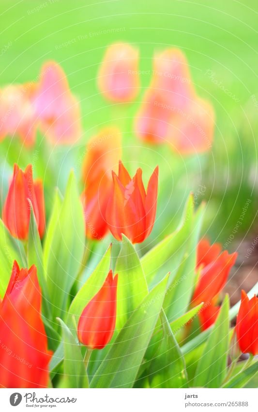 frühlingsgrüße Natur Pflanze Frühling Blume Blüte Grünpflanze Garten Duft frisch glänzend schön natürlich grün rot Lebensfreude Gelassenheit ruhig Farbe Tulpe