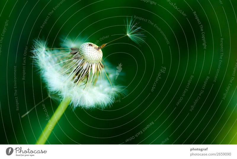 Blume Umwelt Natur Landschaft Pflanze Erde Luft Wasser Frühling Sommer Herbst Klima Klimawandel Wetter Gras Sträucher Blüte Grünpflanze Nutzpflanze Wildpflanze