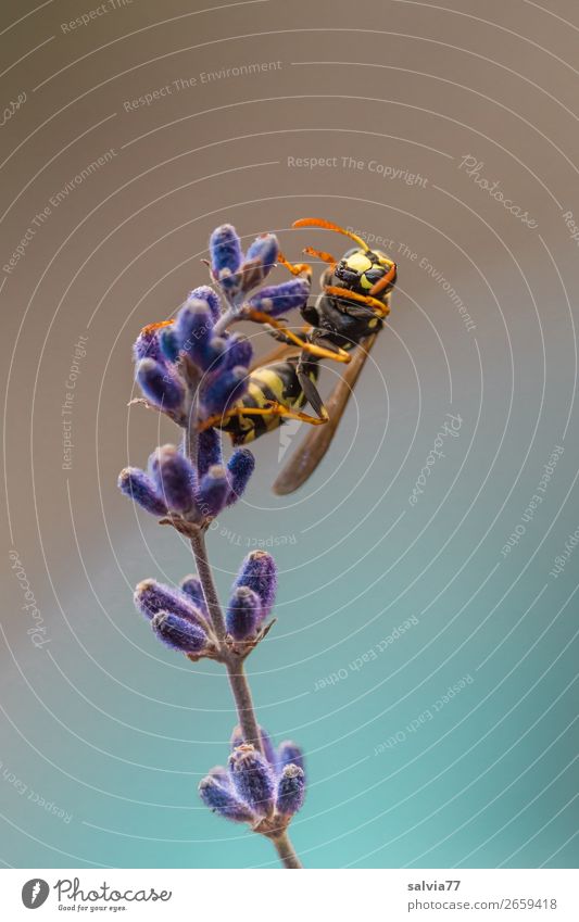 Feldwespe Umwelt Natur Pflanze Tier Sommer Blume Blüte Lavendel Tiergesicht Flügel Wespen Insekt 1 krabbeln Duft Farbfoto Außenaufnahme Makroaufnahme