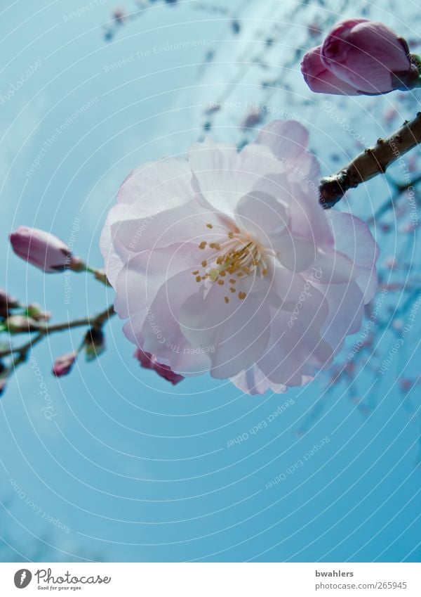 Frühling Natur Pflanze Himmel Baum Blüte rosa Ast Farbfoto Außenaufnahme Nahaufnahme Sonnenlicht Starke Tiefenschärfe