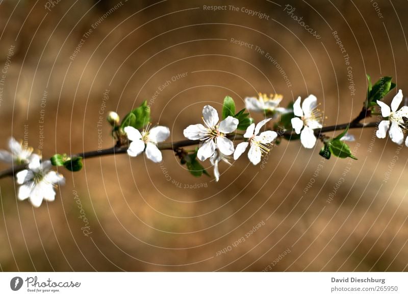 Endlich Frühling Natur Pflanze Blume Blüte braun weiß Ast Blühend Frühlingsblume Frühlingstag Blütenblatt diagonal Wachstum Duft schön Farbfoto Außenaufnahme