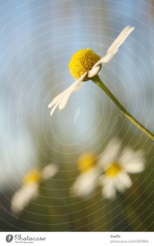 der Sonne entgegen Kamille der sonne entgegen Kamillenblüten Heilpflanze Wiesenblume Wildpflanze Kamillenduft Sommerduft Duft natürlich Heilpflanzen duften