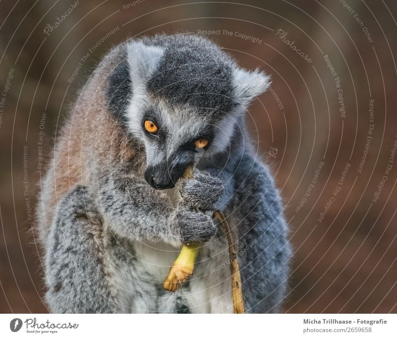 Affe frisst Banane Frucht Bananenschale Natur Tier Sonnenlicht Schönes Wetter Wildtier Tiergesicht Fell Pfote Affen Katta Halbaffen Auge Maul 1 Fressen glänzend