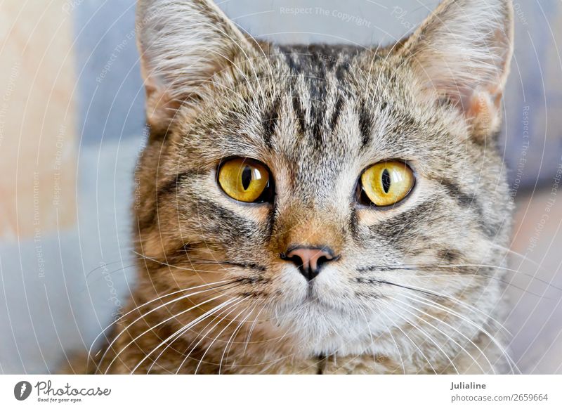 Katzenportrait mit gelben Augen Tier Oberlippenbart Haustier Tiergesicht 1 Tierjunges Streifen grau Säugetier Backenbart Koteletten Farbfoto