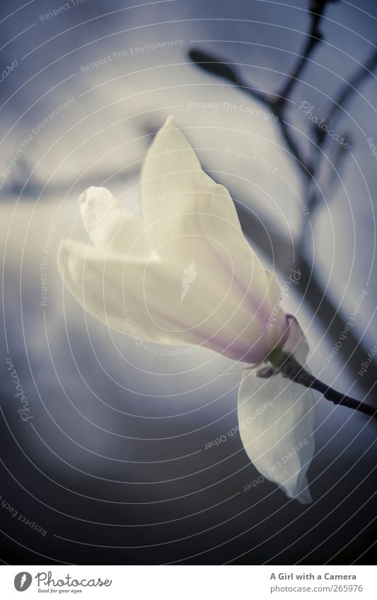 magnolia Umwelt Natur Pflanze Sonnenaufgang Sonnenuntergang Frühling Blume Sträucher Blüte Magnoliengewächse Garten Blühend Wachstum blau weiß Gedeckte Farben