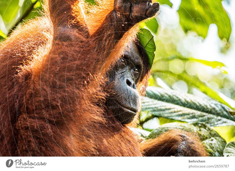 orang-utans...so besonders Borneo Malaysia Sarawak Asien Ausflug Abenteuer Freiheit Ferne Farbfoto Kontrast Licht Ferien & Urlaub & Reisen Tourismus