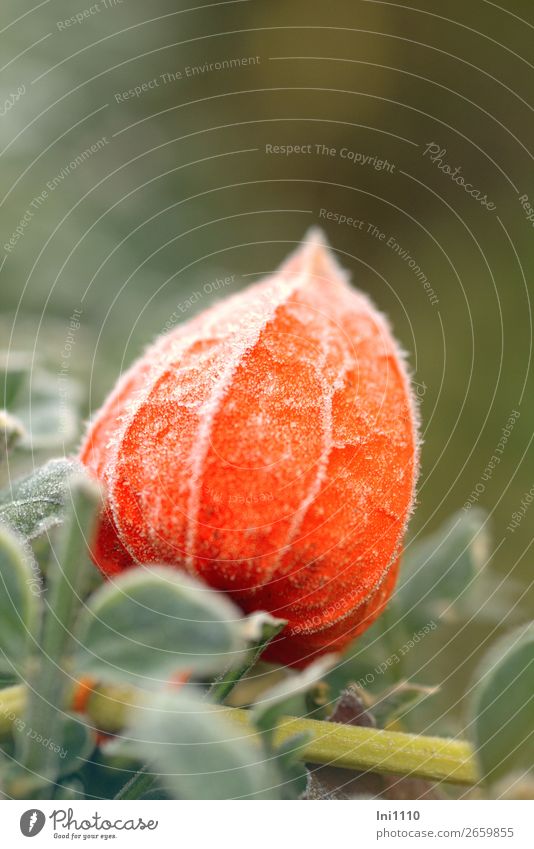 Physalis Pflanze Herbst Eis Frost Garten Park gelb grau grün orange weiß Lampionblume Raureif Herbstfärbung leuchten Zierpflanze Farbfoto mehrfarbig