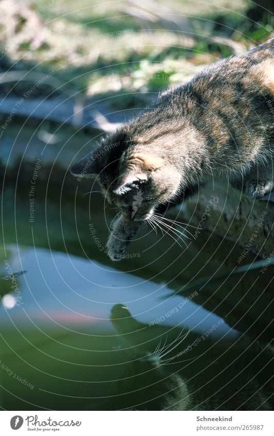 Komm zu Papa.... Umwelt Natur Wasser Schönes Wetter Pflanze Gras Grünpflanze Wildpflanze Garten Park Teich Tier Haustier Wildtier Katze Fisch 1 2 beobachten