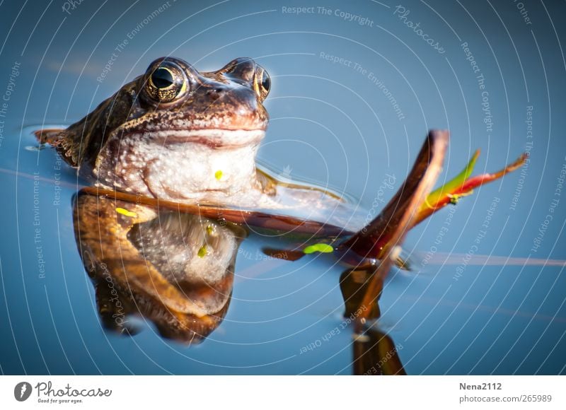 Suche Mädchen zum Küssen oder mehr... Natur Tier Wasser Schönes Wetter Pflanze Teich See Bach Wildtier Frosch 1 Schwimmen & Baden beobachten warten nass blau