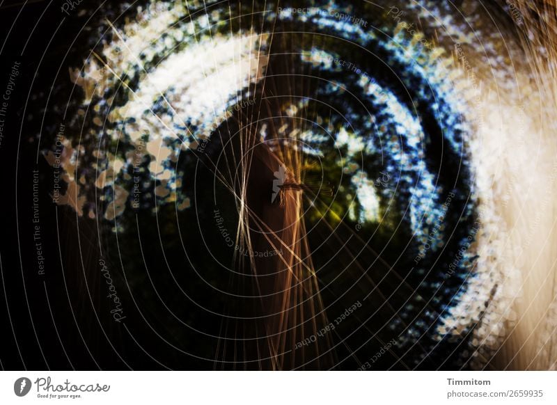 Augen offen halten! Natur Pflanze Baum blau grün schwarz Gefühle Doppelbelichtung Fenster Glas Farbfoto Menschenleer Tag