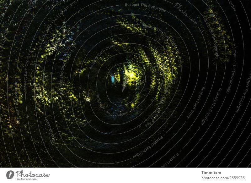 In die Tiefe schauen Umwelt Natur Pflanze Sonnenlicht Baum Wald dunkel grün schwarz Gefühle Doppelbelichtung Farbfoto Außenaufnahme Experiment Menschenleer Tag