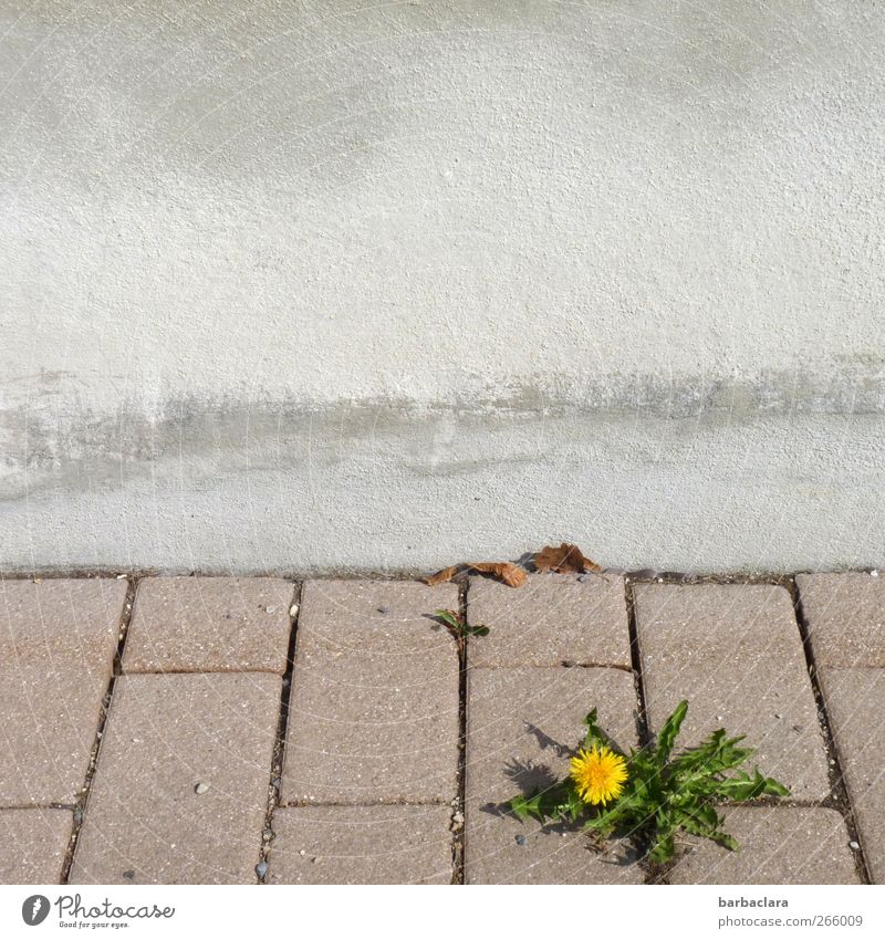 Kleiner Kraftprotz Umwelt Pflanze Blatt Blüte Löwenzahn Mauer Wand Straße Bürgersteig Stein Beton Blühend Wachstum frisch schön gelb grün Frühlingsgefühle