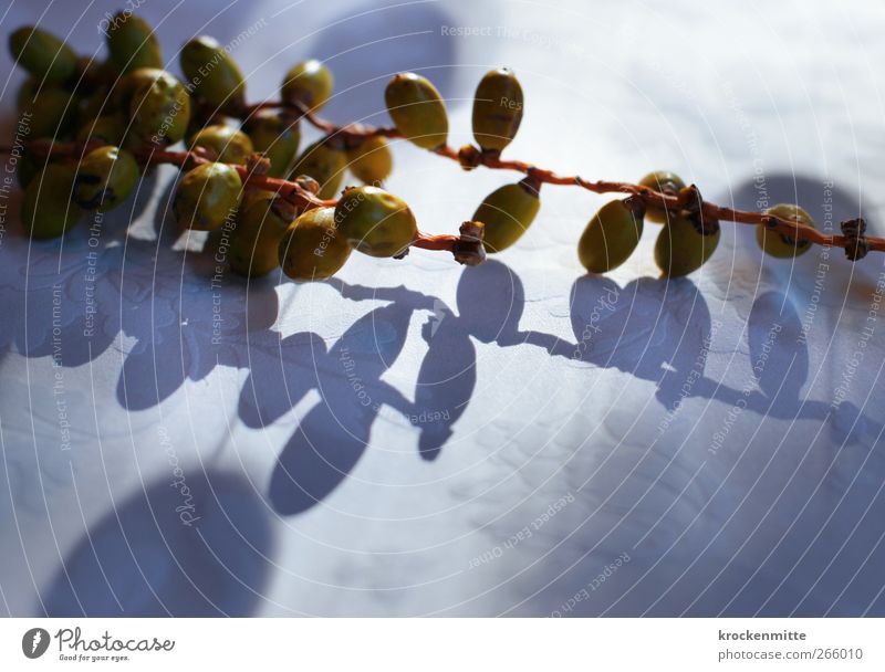 Dattelngreis Pflanze Kernobst Tischwäsche Tischdekoration blau grün Dekoration & Verzierung Stoff Stickereien Schatten trocken getrocknet festlich Farbfoto