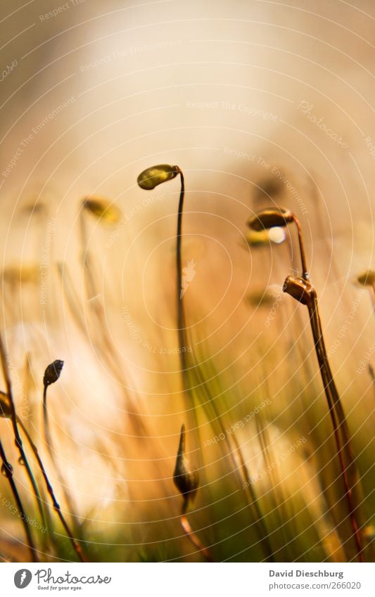 Kopf hängen lassen Natur Pflanze Frühling Moos Grünpflanze braun Stengel Farbfoto Außenaufnahme Nahaufnahme Detailaufnahme Makroaufnahme Strukturen & Formen