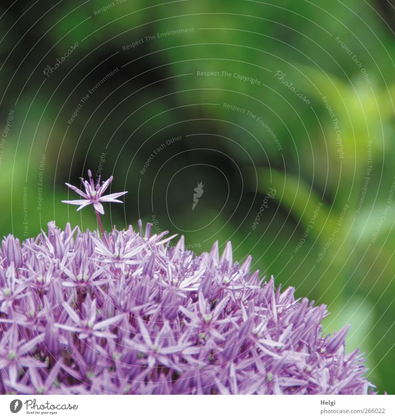 Superstar... Umwelt Natur Pflanze Frühling Blume Blüte Zierlauch Garten Blühend stehen Wachstum ästhetisch außergewöhnlich Duft schön einzigartig natürlich grün