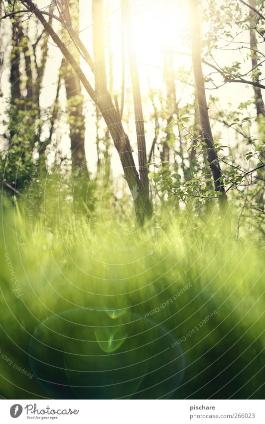 Frühling Natur Sonne Baum Gras Wärme grün Farbfoto Außenaufnahme Tag Reflexion & Spiegelung Lichterscheinung Sonnenlicht Sonnenstrahlen Schwache Tiefenschärfe