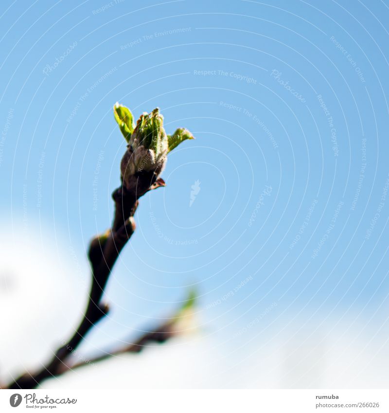 Les bourgeons éclatent Natur Himmel Sonnenlicht Frühling Schönes Wetter Pflanze Blüte Garten Wachstum Erfolg frisch blau grün Optimismus Kraft Neugier Hoffnung