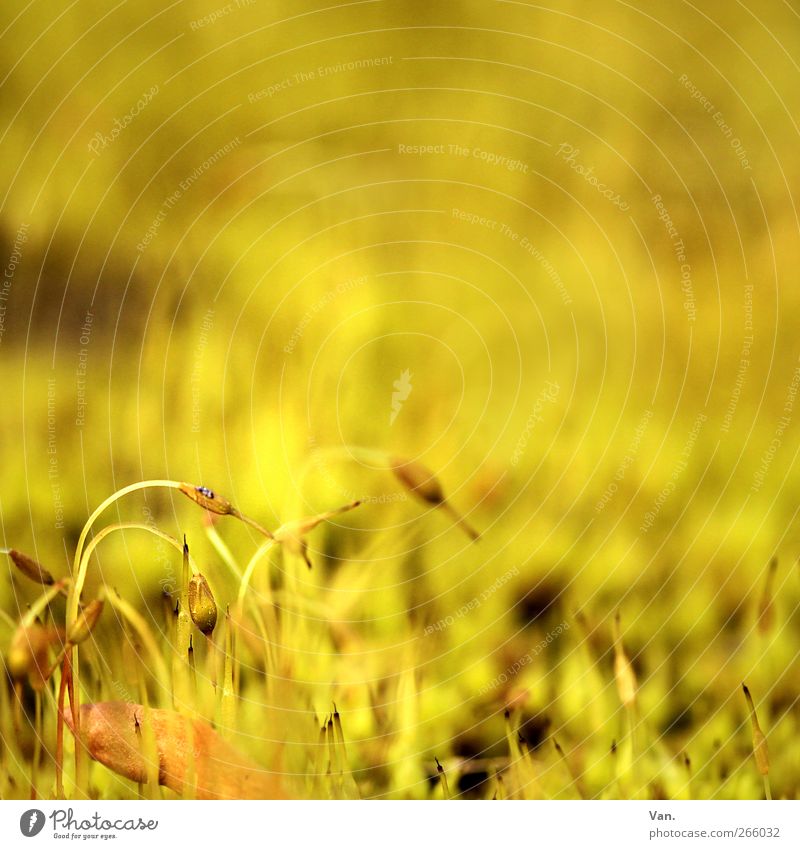 es gelbt so gelb Natur Pflanze Frühling Moos Stengel Blattknospe Garten Wiese Wachstum schön Wärme gold klein sprießen Farbfoto mehrfarbig Außenaufnahme