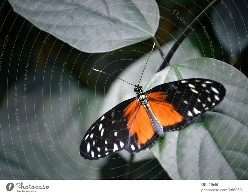 Keine Katze..................................... Tier Wärme Urwald Schmetterling 1 Erholung warten ästhetisch elegant exotisch schön niedlich grau rot schwarz