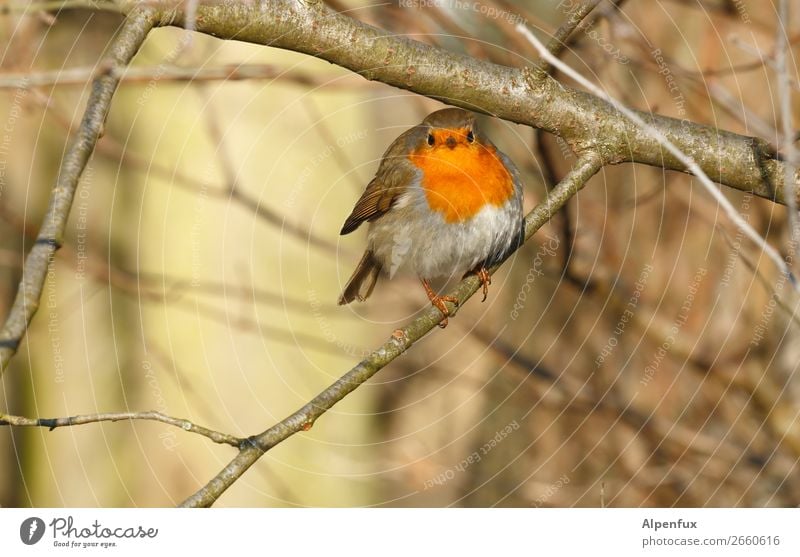 Rundkehlchen Rotkehlchen Vogel Tier Natur Menschenleer Tierporträt Wildtier Außenaufnahme sitzen niedlich Baum Schwache Tiefenschärfe Pflanze Ganzkörperaufnahme