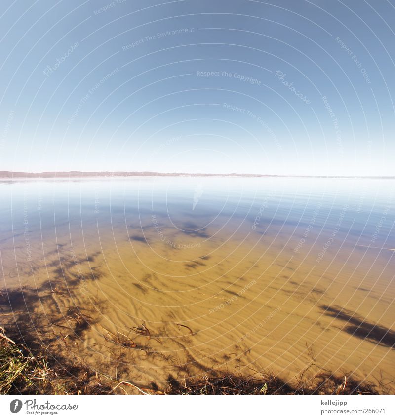 stille wasser Umwelt Natur Landschaft Sand Luft Wasser Himmel Wolkenloser Himmel Sonnenlicht Wetter Schönes Wetter Küste Seeufer Schlei Schleswig-Holstein