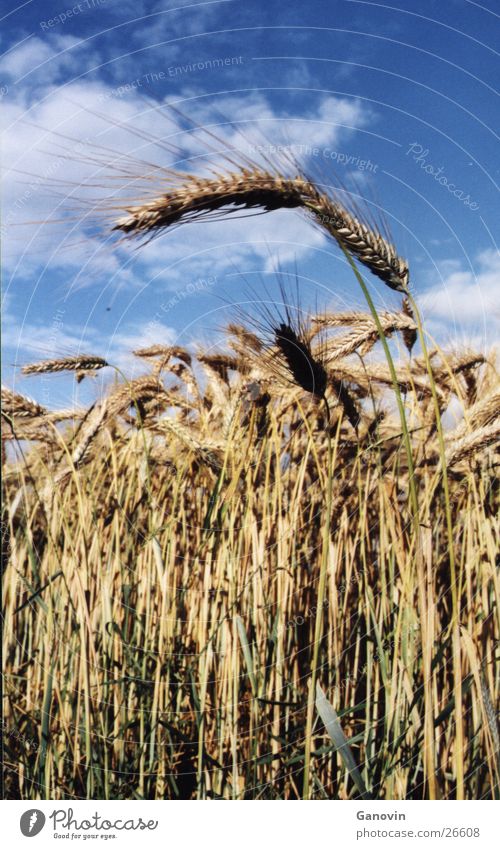 ein Weizenhalm will hoch hinaus gelb Gras Sommer Perspektive Natur