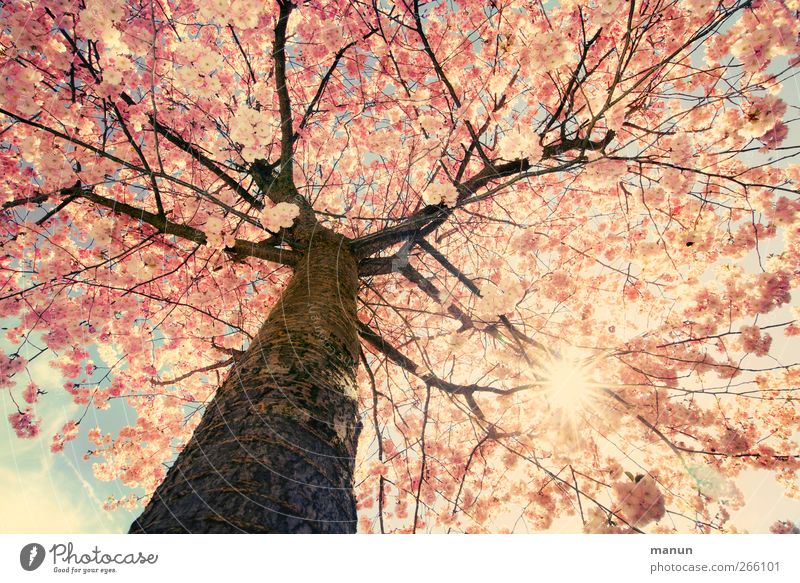 schönes Wetter heute Natur Sonne Frühling Baum Blüte Zweige u. Äste Kirschblüten Blühend leuchten authentisch hell natürlich rosa Frühlingsgefühle Farbfoto